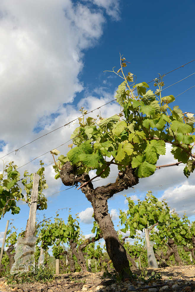 Vineyards in the sun...