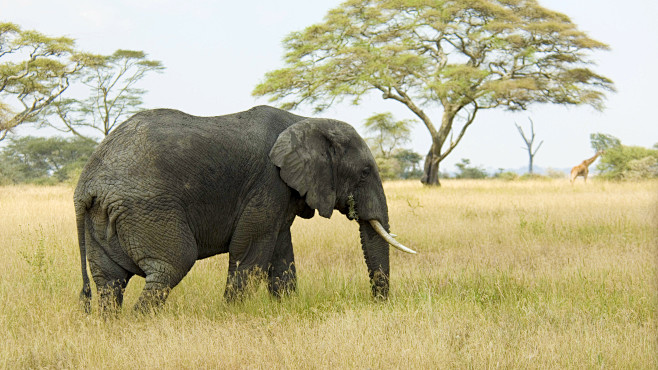 Elephant背景 天空 白云 蓝天白...