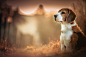 General 2048x1365 Beagles dog blurred depth of field animals