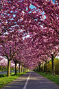 樱花盛开，Holzweg，德国马格德堡 