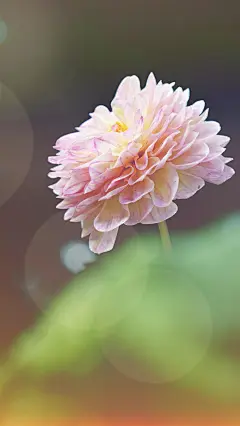 盛开的牡丹花 - 高清桌面壁纸下载 - 产品汇