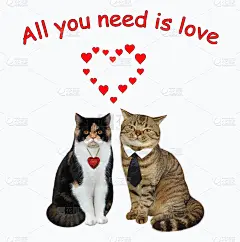 两只爱猫坐在一起