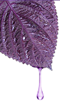 紫苏素材