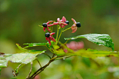 清浅简兮采集到花开堪折