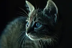 毛茸茸的慵懒小猫咪