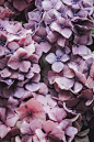 Pink / purple hydrangea with rain drops | HD photo by Annie Spratt (@anniespratt) on Unsplash : Download this photo by Annie Spratt (@anniespratt)