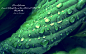 General 2560x1600 Jafar ibn Muhammad Islam Imam green depth of field quote leaves water drops