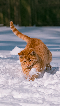 骆驼渣采集到猫