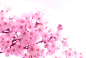 影棚拍摄,室内,植物,粉色,部分_74919959_Close-up of pink flowers_创意图片_Getty Images China