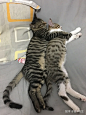 (10 封私信 / 10 条消息) 大家真的能接受猫咪上床吗？ - 知乎