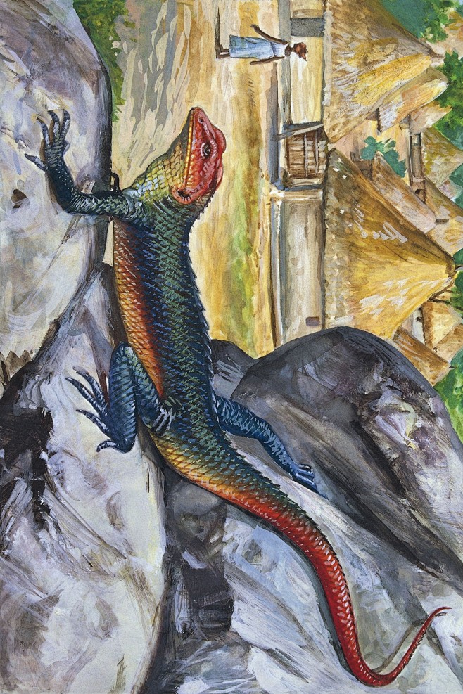 蜥蜴图鉴鬣蜥蜴