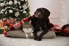 点击来源直接获取大图文件 |Cute cat and dog covered with plaid in room decorated for Christmas