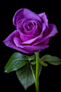 Purple Rose: 