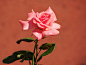 Pink Rose - 118 by Sabri Keleş on 500px