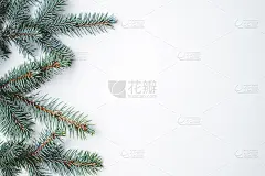 白底上的冷杉枝。圣诞壁纸。