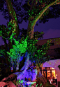 Instantly add magic to your yard with energy efficient laser lights!  • • • #blisslights #laserlights #landscape #landscapelights #diy #ideas #inspiration #garden #lighting #decor #tree #green