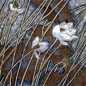 蒋采苹 工笔花鸟画精品