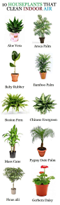 must-have house plants: 