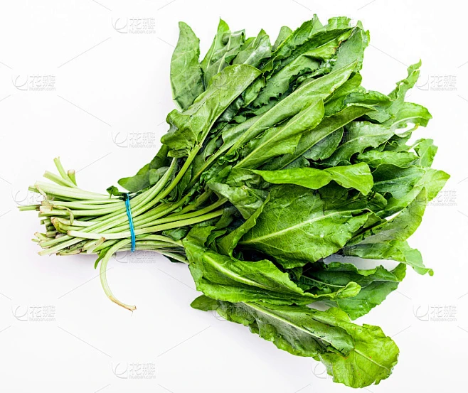 一束新鲜的绿色酸模叶在白色素材-花瓣网
