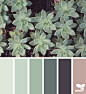 { succulent hues } image via: @swgardens