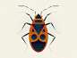 adobe illustrator animals beetle Bestiary bug ILLUSTRATION  insect Insects vector vector art