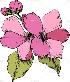 苹果花,粉色,植物学,铅笔,壁纸,植物群,春天,花,剪影