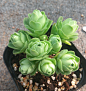 【新生多肉植物馆】黄金山地玫瑰