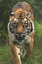 thelavishsociety:

Amur Tiger by Colin Langford | LVSH