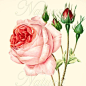 Art print Rose print 153 produced from a vintage by NaturaPrints