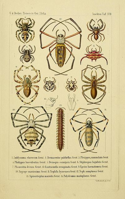 斯拉姆世界掌管者从bunbunbunny转采于2018-11-21 14:08:09蜘蛛蜘蛛