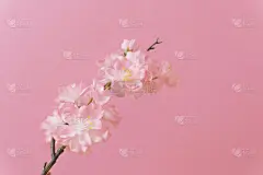 樱花和粉红色的墙
