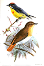 雀形目·啄花鸟科·锯齿啄花鸟属：巴拉望啄花鸟