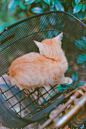 你要不带我回家

摄影：洪小漩

出镜：猫咪

社区的陈阿姨知道我会拍点照片，那日她发微信给我：小漩，同社区的何阿姨家母猫生了四只小猫咪，你能不能帮忙拍照发布出去，问问有没有谁想领养的。

何阿姨养猫的事，我早有耳闻。知道这个老人家拿出一半的退休工资在喂养多个社区的流浪猫，据说已经十年有余。因为猫儿，何阿姨的境遇变得有些不顺。

欣然答应，只是那天下午本来有工作任务，时间有些紧张，我只好穿着睡衣趿着拖鞋抱着可乖带上相机和室友一起哒哒哒往何阿姨家楼下跑。

隔着几十米就见何阿姨冲我挥手，见面了就絮絮叨叨地不