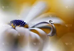 美丽的微距镜头，神奇的花朵。边境艺术设计。神奇的光。极近距离微距摄影。概念抽象的形象。橙色和白色背景