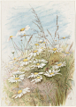 画、Fidelia Bridges