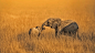 安博塞利国家公园 大象天堂 肯尼亚