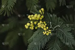 银荆花盛开的细节