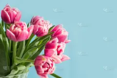 郁金香,粉色,母亲节,蓝色,留白,周年纪念,贺卡,背景分离,边框,浪漫