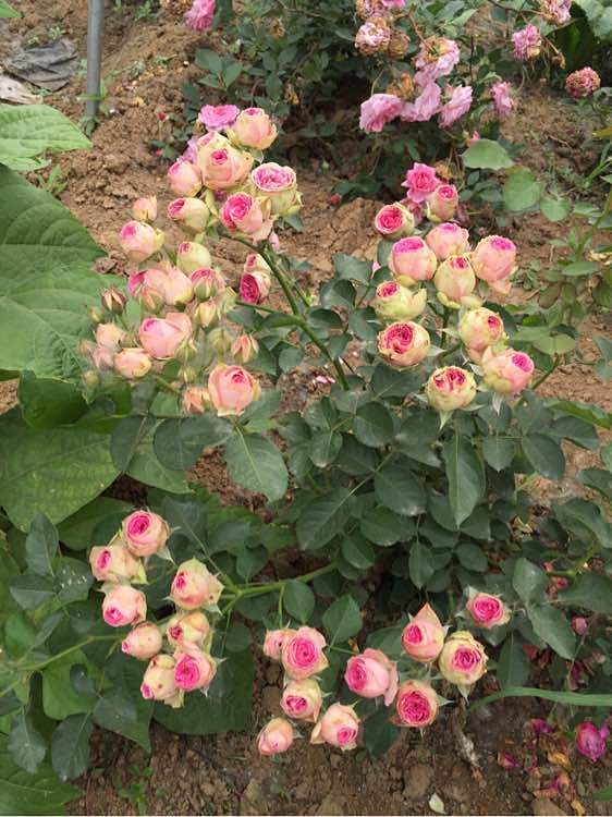 这货到底什么鬼超级感粉色多头灌小伊藤小伊月季花吧百度贴吧