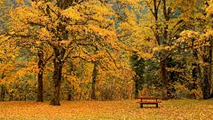 秋天_落叶_精美_秋_枫叶_树林_高清_秋日风景_秋天落叶_秋意_桌面壁纸_爱壁纸HD