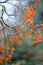 全部尺寸 | Sorbus aucuparia 'Wisley Gold' | Flickr - 相片分享！