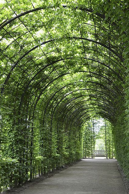 Grape arbor, this wo...