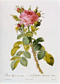 200年前的玫瑰花绘图谱。作者：Pierre-Joseph Redouté