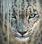 Amur Leopard - staring into extinction by bigcatphotos UK
