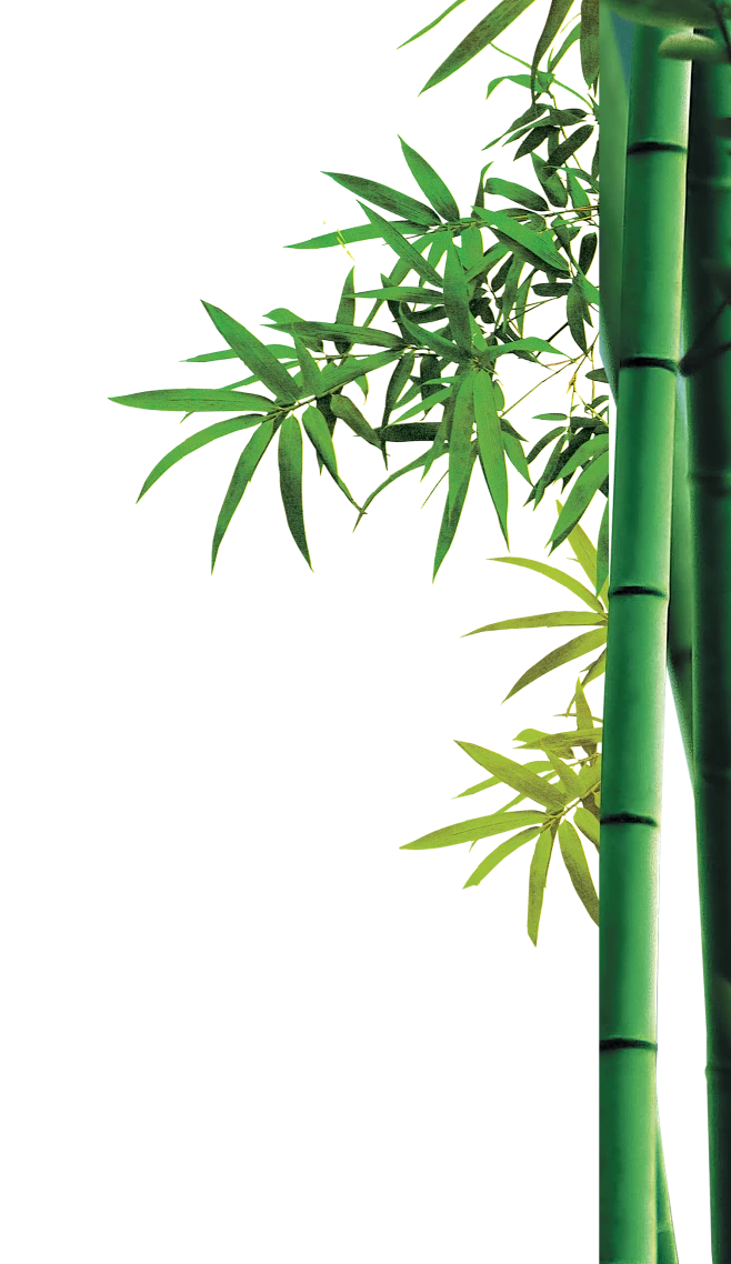 竹PNG-花瓣网