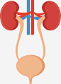 肾脏膀胱系统手绘图_新图网 https://www.ixintu.com