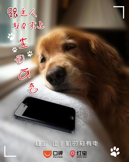 狗狗，联系不上主人