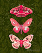 This contains an image of: Lepidoptery No. 7 by Andrea Lauren  by Andrea Lauren | Redbubble