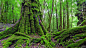 #新浪新闻让红包飞#Tarkine雨林，塔斯马尼亚岛（组图）——位于塔斯马尼亚岛西北角的Tarkine雨林是一片原始的热带雨林，该雨林中遍布着蜿蜒的河流、神秘的瀑布、巨大的桫椤树，栖息着各种稀有的鸟类和全球最大型的食肉有袋动物—袋獾。游客可参加由“塔斯马尼亚探险”丛林之旅，跟随导游于夜间探索着座神秘的雨林。
