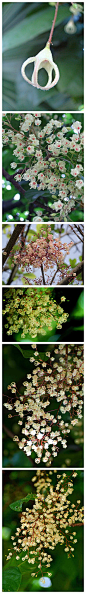 百花之——萍婆<br/>别名：凤眼果<br/>拉…